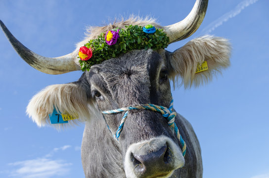 Kuh beim Almabtrieb