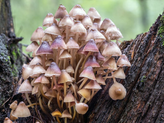 Fototapeta premium Toadstool fungi