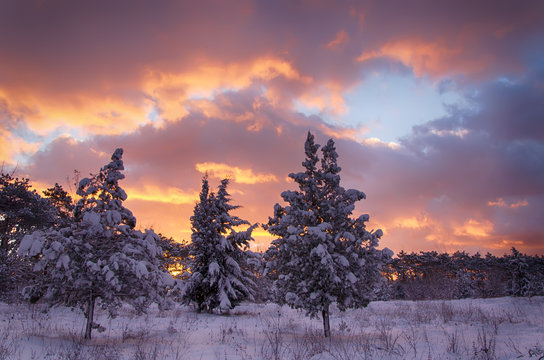 winter scene, snowy forest at dawn
