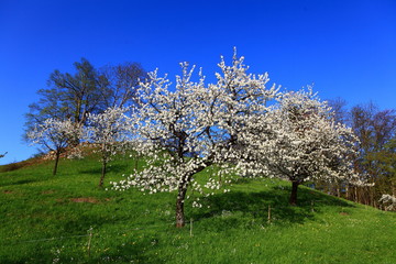 Naklejka premium Kirschbaumblüte