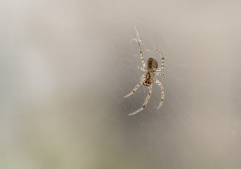 Die Spinne von unten