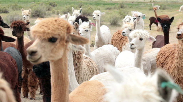 Alpaca livestock animal herd Utah farm ranch HD 2615