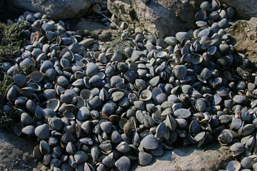 Rhein Muscheln