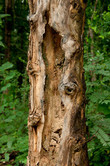 Naklejka premium Dead trees