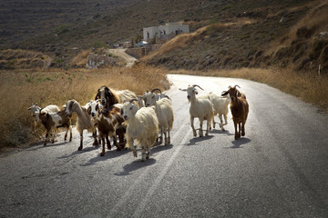 Goats on the road - obrazy, fototapety, plakaty