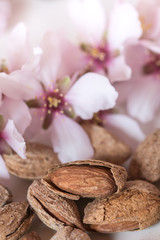 Almonds and flower tree on white background