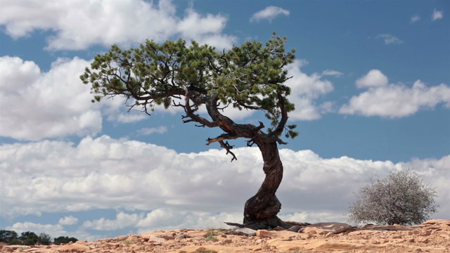Southwest desert lone cedar tree wind blown HD 9912