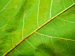 Macro leaf