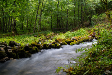 stream in the forest