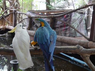 Macaw