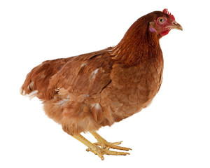 Brown hen isolated on white