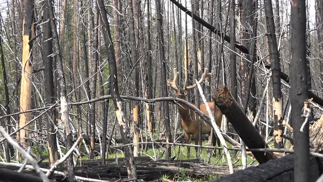 Burnt forest Yellowstone NP bull elk large antlers 4K