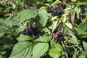 Schwarze Holunderbeeren, Sambucus, Feldmark Schleswig-Holstein 