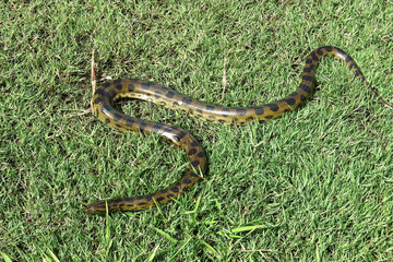 Green anaconda (Eunectes murinus)