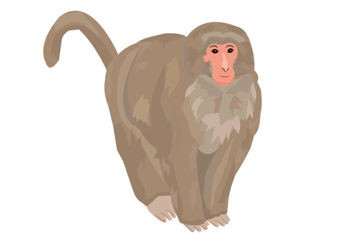 ニホンザルイラスト