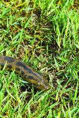 Green anaconda (Eunectes murinus)