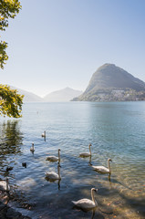 Lugano, Stadt, Lago di Lugano, Luganersee, Seeufer, Seerundfahrt, Uferweg, Schwäne, San Salvatore,...