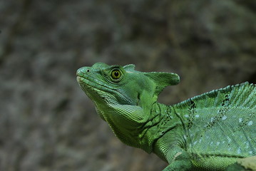 Stirnlappenbasilisk, Leguan, Iguania