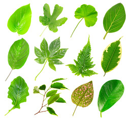 Leaves of green house plants, isolated on white