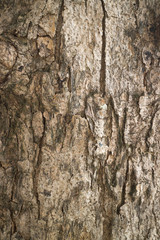 wood background