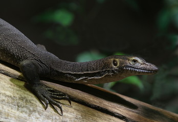 Waran, Wasserwaran, Varanus mertensi