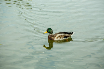 Утка кряква на пруду. Селезень