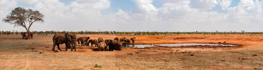 Naklejka na ściany i meble Elephants in Tsavo East National Park, Kenya