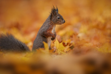 Naklejka na ściany i meble Red squirrel standing in golden autumn leaves