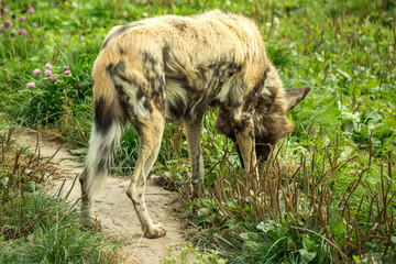Африканская енотовидная собака. Зоопарк