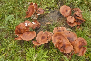 Fototapeta premium Mushrooms growing on an old tree stump. Mushrooms after rain. Mushrooms Armillaria the green grass. A rainy autumn day. Delicate flavoring agent in foods. 