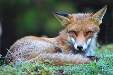 liegender Fuchs