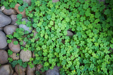 Plants and rocks background