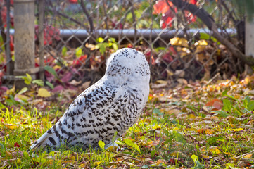 Snowy Owl from Behind