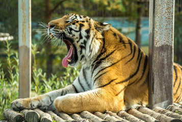 Амурский тигр