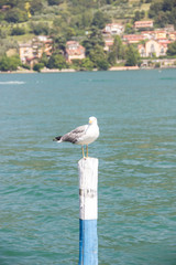 Iseo lake seagull