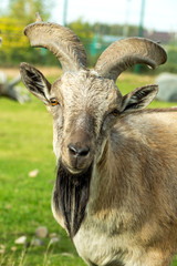 Козёл со спиралевидными рогами и бородой