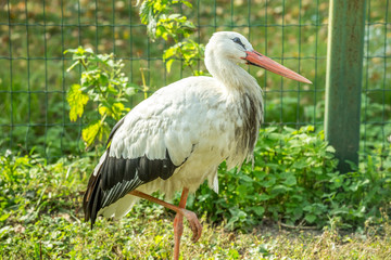 Аист на траве. Зоопарк