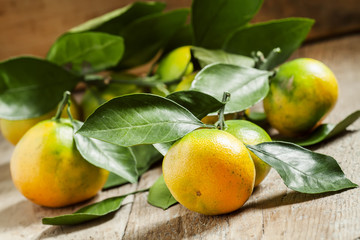 Ripe orange and green tangerines with leaves plucked from the tr