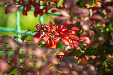 Ягоды барбариса на кусту.