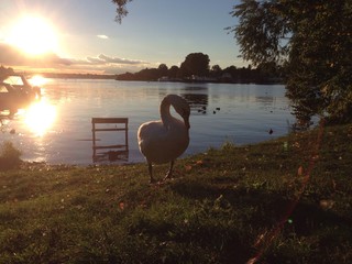 Schwan bei Sonnenuntergang am See