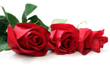 Fototapeta premium Red buds of roses