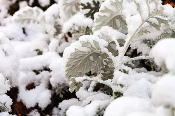 first snow on dusty miller plant in autumn