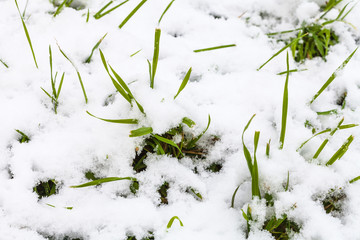 first snow on meadow in autumn