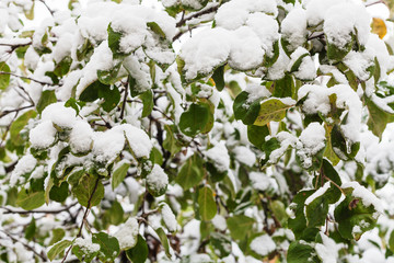 first snow on green leaves of apple tree in autumn