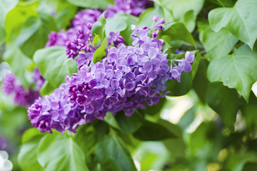 Obraz premium Spring lilac flowers