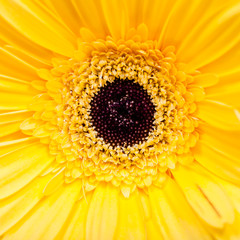 yellow gerbera bloom close up