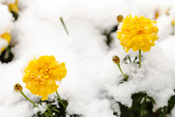 flowers under first snow on frozen flowerbed