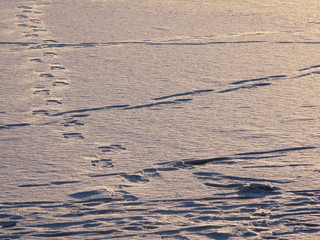 Tracks and trails in golden sunset snow, Stockholm Sweden in February.