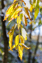 first snow on leaves illuminated by autumn sun