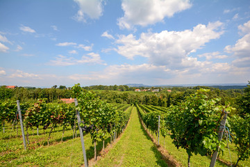 Fototapeta na wymiar Southern Styria Austria - Red wine: Grape vines in the vineyard before harvest